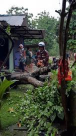 Hujan Angin sebabkan ratusan pohon tumbang timpa puluhan rumah warga